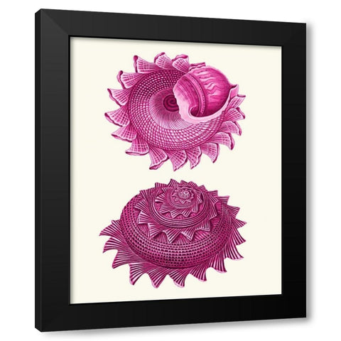 Pink Shells b Black Modern Wood Framed Art Print with Double Matting by Fab Funky