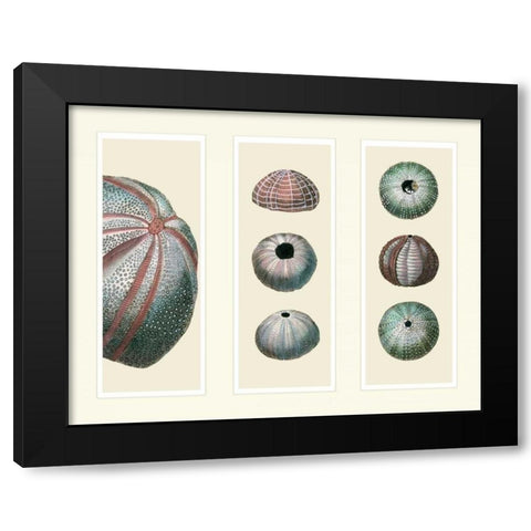 Sea Urchins on 3 Panels Black Modern Wood Framed Art Print with Double Matting by Fab Funky