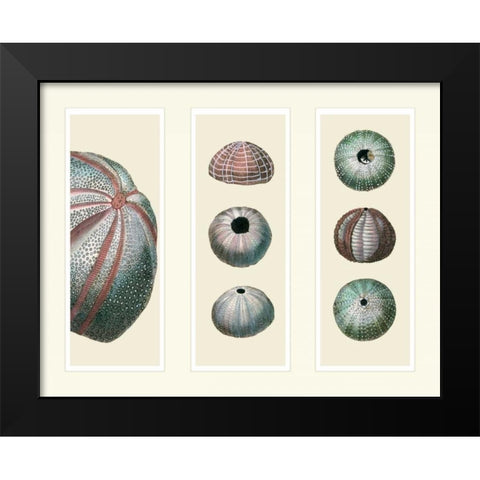 Sea Urchins on 3 Panels Black Modern Wood Framed Art Print by Fab Funky