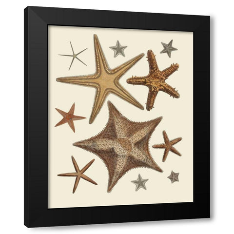 Starfish Collection 1 Black Modern Wood Framed Art Print with Double Matting by Fab Funky