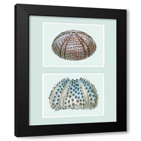Sea Urchin Print on 2 Panels Black Modern Wood Framed Art Print with Double Matting by Fab Funky