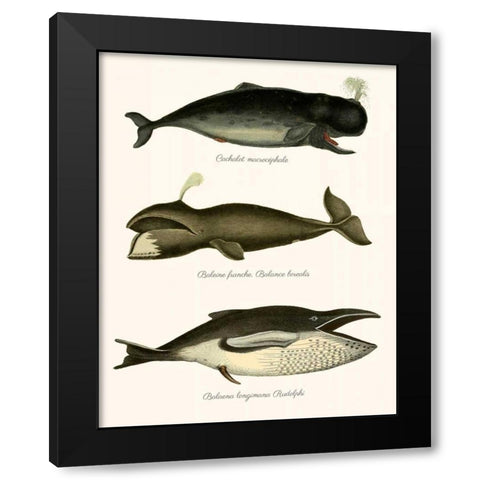 Trio of Vintage Whales Black Modern Wood Framed Art Print with Double Matting by Fab Funky