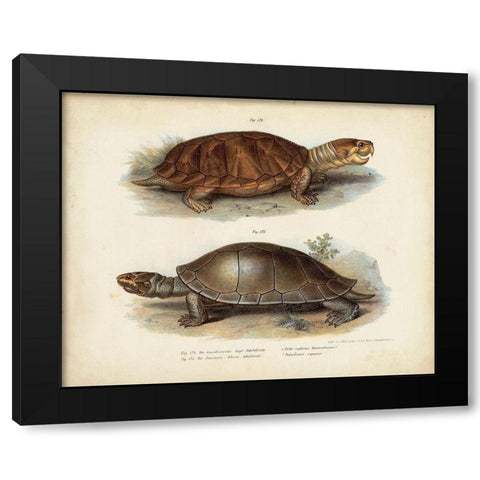 Antique Turtle Pair II Black Modern Wood Framed Art Print with Double Matting by Vision Studio