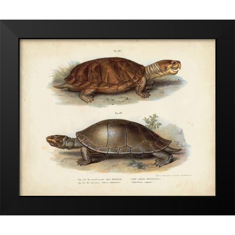 Antique Turtle Pair II Black Modern Wood Framed Art Print by Vision Studio