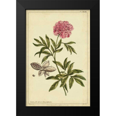 Peony, Pl. CXCIX Black Modern Wood Framed Art Print by Miller, Philip