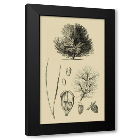 Arbor Study V Black Modern Wood Framed Art Print with Double Matting by Vision Studio