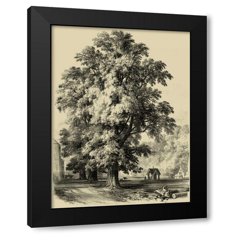 The Elm Tree Black Modern Wood Framed Art Print by Unknown