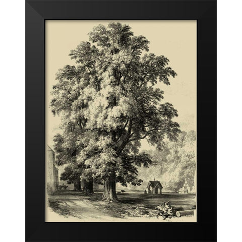 The Elm Tree Black Modern Wood Framed Art Print by Unknown