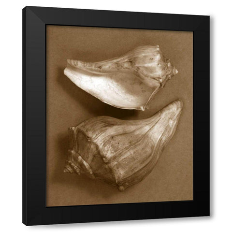 Sensual Shells I Black Modern Wood Framed Art Print with Double Matting by Stramel, Renee W.