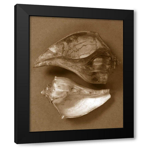 Sensual Shells II Black Modern Wood Framed Art Print with Double Matting by Stramel, Renee W.
