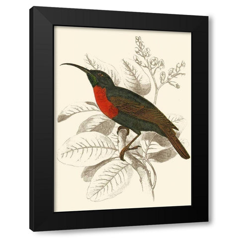 Jardine Hummingbird III Black Modern Wood Framed Art Print by Jardine, Sir William