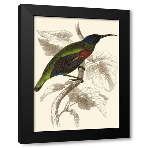 Jardine Hummingbird IV Black Modern Wood Framed Art Print with Double Matting by Jardine, Sir William