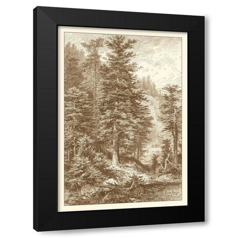 Sepia Noble Fir Black Modern Wood Framed Art Print by Heyn, Ernst