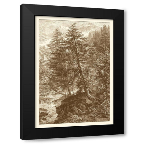 Sepia Larch Tree Black Modern Wood Framed Art Print by Heyn, Ernst