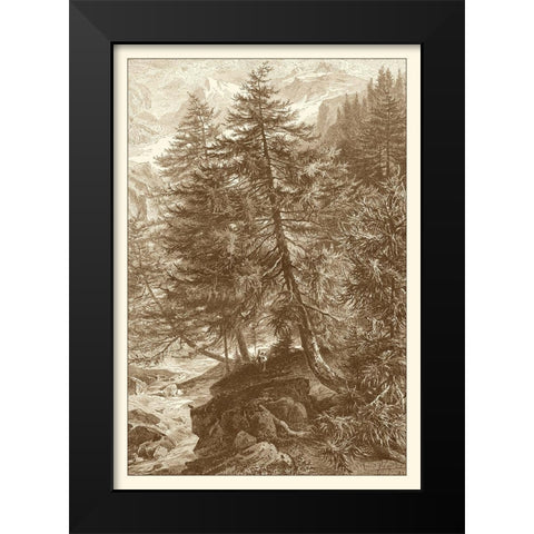 Sepia Larch Tree Black Modern Wood Framed Art Print by Heyn, Ernst