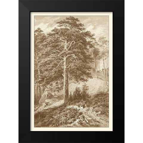 Sepia Wild Pine Black Modern Wood Framed Art Print by Heyn, Ernst