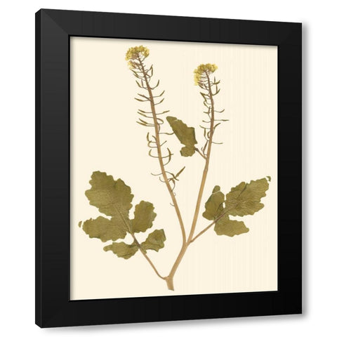 Pressed Botanical I Black Modern Wood Framed Art Print by Vision Studio