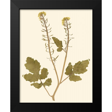 Pressed Botanical I Black Modern Wood Framed Art Print by Vision Studio