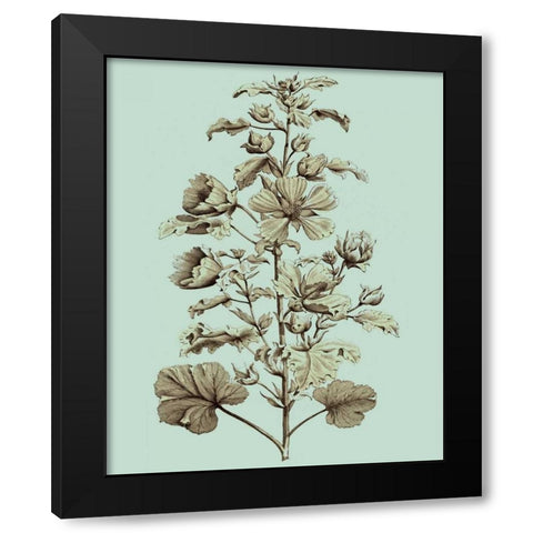 Imperial Munting I Black Modern Wood Framed Art Print by Munting, Abraham