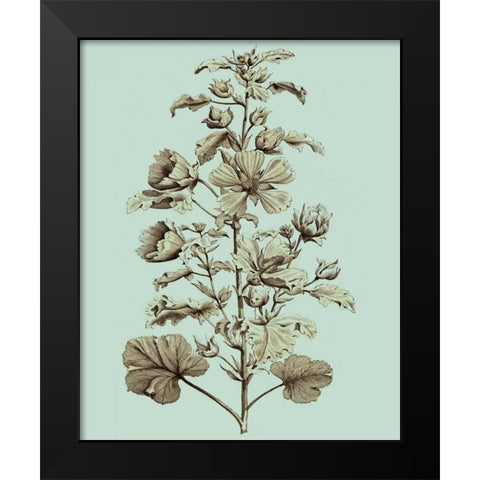 Imperial Munting I Black Modern Wood Framed Art Print by Munting, Abraham