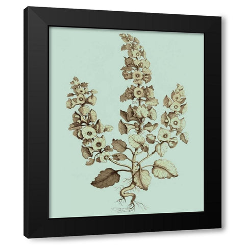 Imperial Munting II Black Modern Wood Framed Art Print by Munting, Abraham