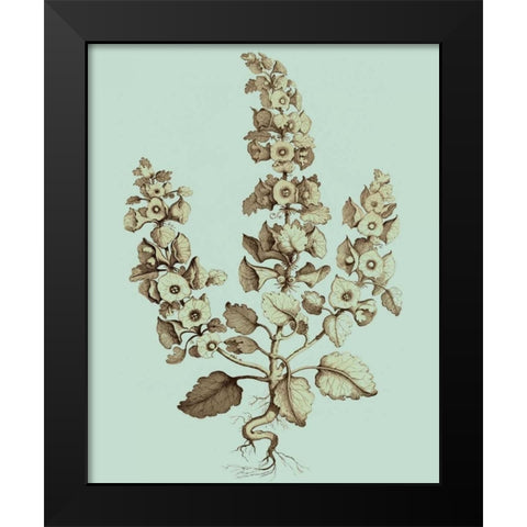 Imperial Munting II Black Modern Wood Framed Art Print by Munting, Abraham