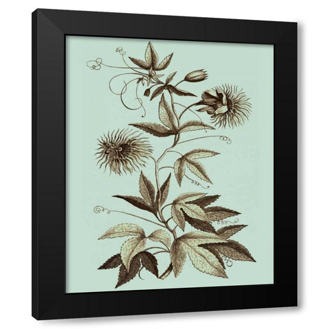 Imperial Munting III Black Modern Wood Framed Art Print by Munting, Abraham
