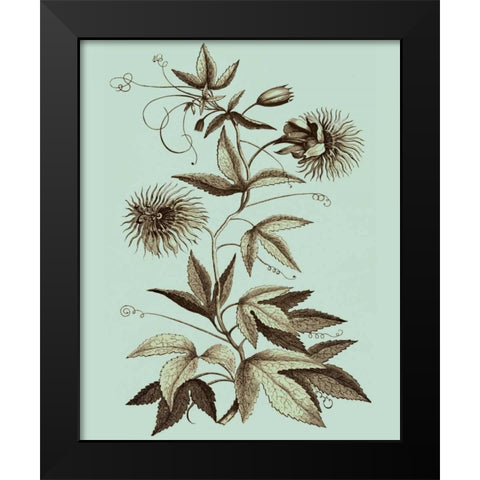Imperial Munting III Black Modern Wood Framed Art Print by Munting, Abraham