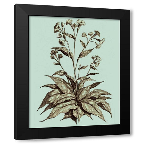 Imperial Munting IV Black Modern Wood Framed Art Print by Munting, Abraham
