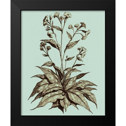 Imperial Munting IV Black Modern Wood Framed Art Print by Munting, Abraham