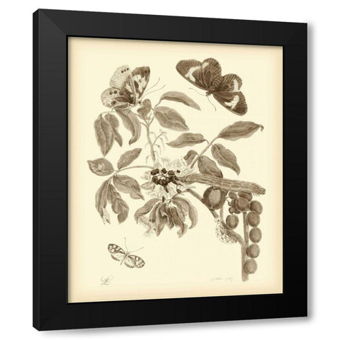 Nature Study in Sepia II Black Modern Wood Framed Art Print by Merian, Maria S.
