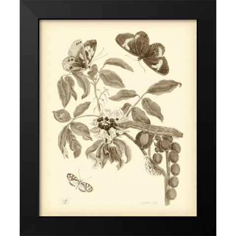 Nature Study in Sepia II Black Modern Wood Framed Art Print by Merian, Maria S.