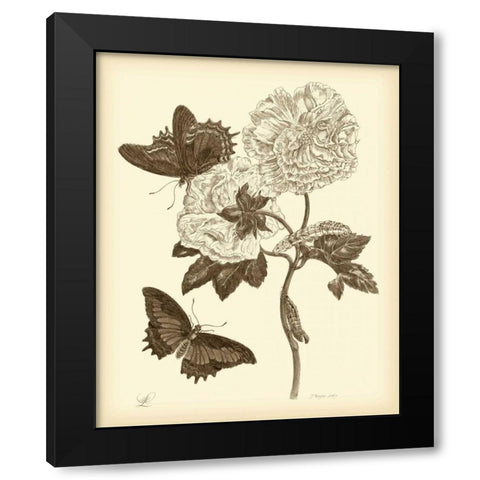 Nature Study in Sepia IV Black Modern Wood Framed Art Print by Merian, Maria S.