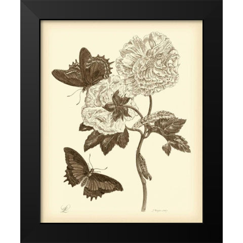 Nature Study in Sepia IV Black Modern Wood Framed Art Print by Merian, Maria S.