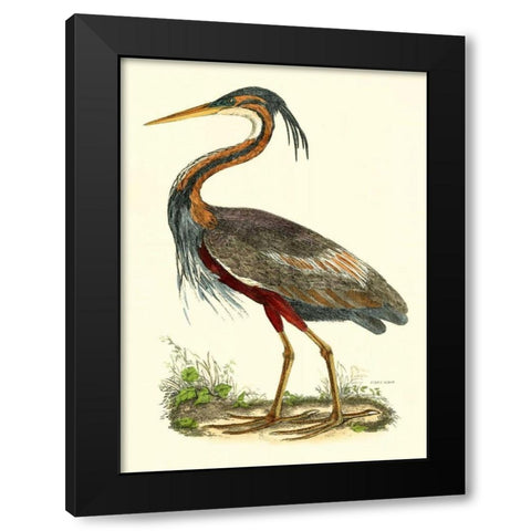 Purple Heron Black Modern Wood Framed Art Print with Double Matting by Selby, John