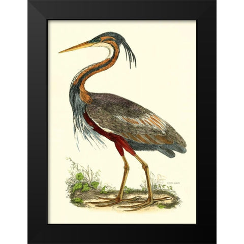 Purple Heron Black Modern Wood Framed Art Print by Selby, John
