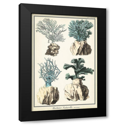 Oversize Coral Species III Black Modern Wood Framed Art Print with Double Matting by Vision Studio