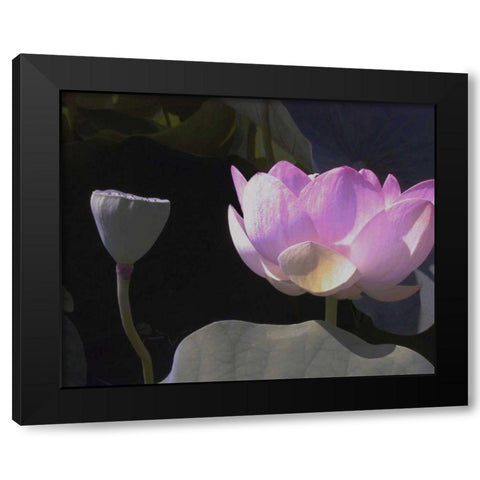 Blushing Lotus III Black Modern Wood Framed Art Print with Double Matting by Christensen, Jim