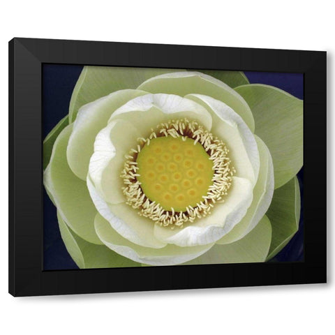 Delicate Lotus II Black Modern Wood Framed Art Print with Double Matting by Christensen, Jim