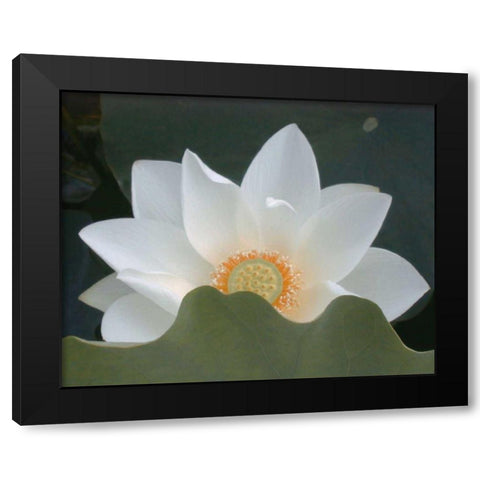 Delicate Lotus III Black Modern Wood Framed Art Print with Double Matting by Christensen, Jim