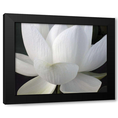 Delicate Lotus V Black Modern Wood Framed Art Print with Double Matting by Christensen, Jim