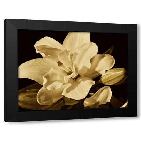 Yvoire Flower I Black Modern Wood Framed Art Print by Perry, Rachel