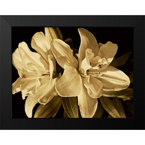 Yvoire Flower II Black Modern Wood Framed Art Print by Perry, Rachel