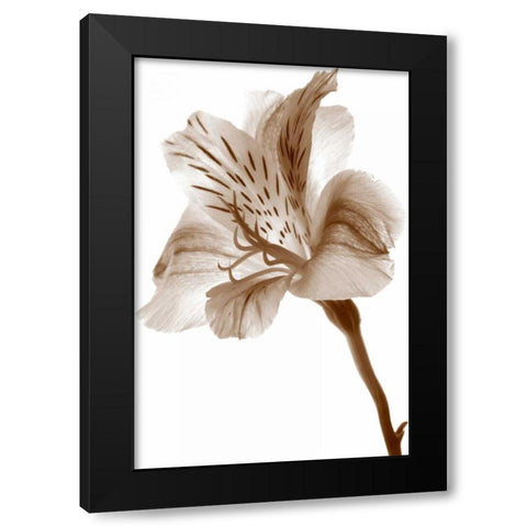 Inflorescence II Black Modern Wood Framed Art Print with Double Matting by Project, A.
