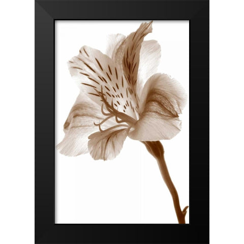 Inflorescence II Black Modern Wood Framed Art Print by Project, A.