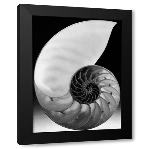 Shell I Black Modern Wood Framed Art Print by Christensen, Jim