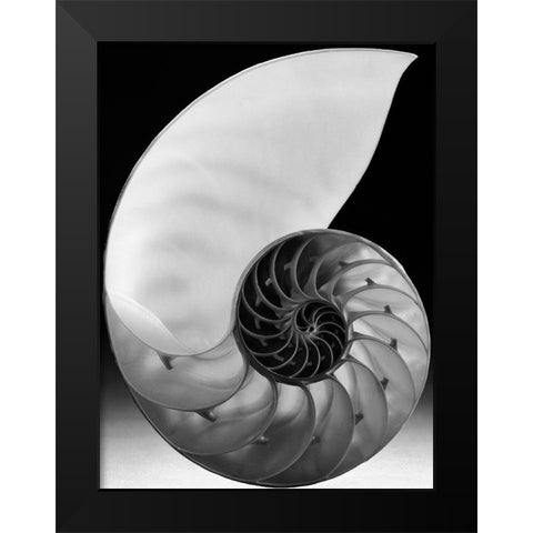 Shell I Black Modern Wood Framed Art Print by Christensen, Jim