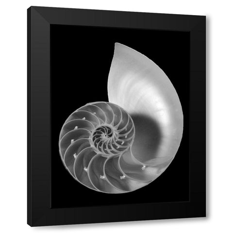 Shell II Black Modern Wood Framed Art Print by Christensen, Jim