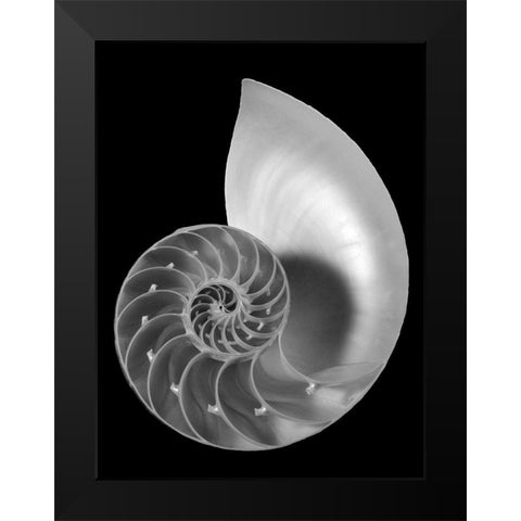Shell II Black Modern Wood Framed Art Print by Christensen, Jim