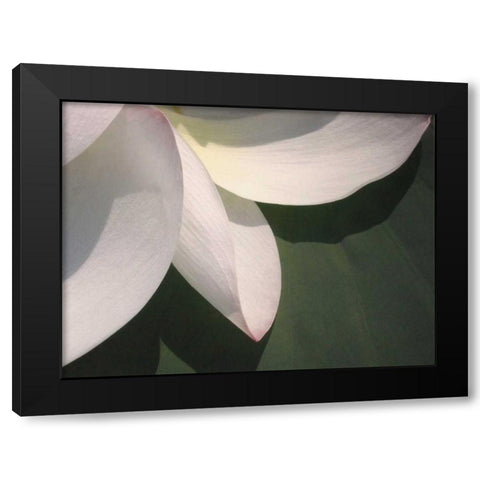 Lotus Detail IV Black Modern Wood Framed Art Print by Christensen, Jim